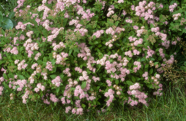 Spiraea bumalda, Spirée japonaise