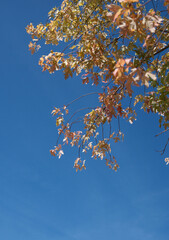 A tree with leaves that are orange and yellow