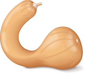 Dutch Crookneck Squash or Pennsylvania Dutch crookneck. Winter squash. Cucurbita moschata. Fruits and vegetables. Isolated vector illustration.