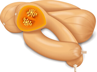 Whole and half of Dutch Crookneck Squash or Pennsylvania Dutch crookneck. Winter squash. Cucurbita moschata. Isolated vector illustration.