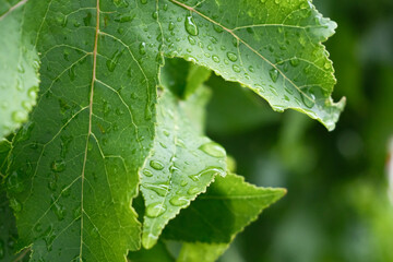 A leaf is covered in raindrops, giving it a fresh and vibrant appearance
