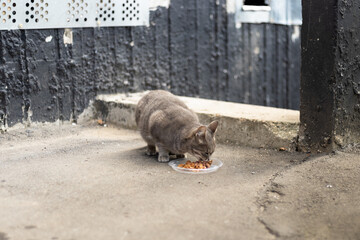 A gray cat eats from a plastic bowl placed on the pavement