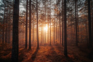 Obraz premium Dawn breaking over a woodland scene with pine trees and autumn colors
