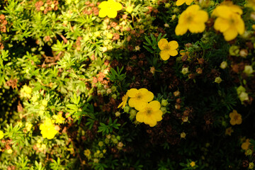 A bunch of yellow flowers with brown stems