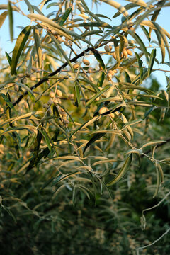Close-up of oleaster (Elaeagnus), detailed plant shot with natural texture