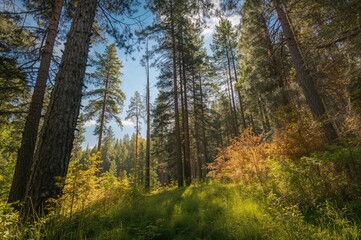 Obraz premium Spruce forest bathed in sunlight