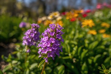 Obraz premium Verbena flowers blossoming in a garden during spring