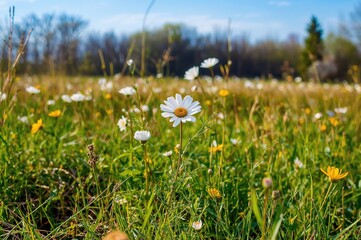 Meadow filled with blooming spring daisies