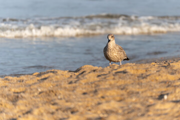 A young seagull stands on the sandy beach near the waves. The sunlight illuminates its spotted feathers.