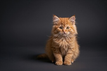 Fototapeta premium Tiny crimson feline against a black backdrop