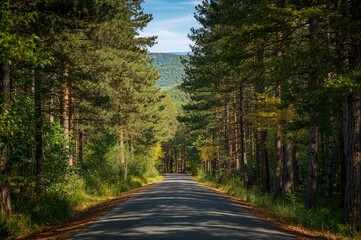 Naklejka premium Walk in the woods under clear skies
