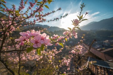 Springtime with Peach Blossoms in Traditional Villages of Northern Highlands