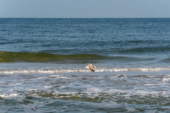 A juvenile seagull Larus argentatus soars low above the sea, wings spread wide. The ocean waves roll below it.