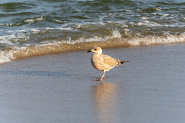 A juvenile seagull Larus argentatus strolls calmly at the waters edge, reflected in the wet sand. Small waves sparkle in the sun.