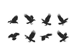 Obraz premium Silhouette of a Raven in Flight.