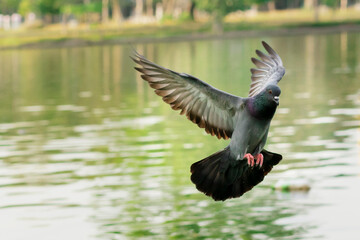 A rock dove pigeon in mid-flight with wings spread over a tranquil green pond. The bird's iridescent neck feathers shimmer, with blurred reflections on the water surface and trees in the background.