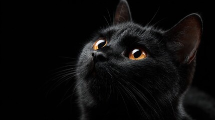 black cat with orange eyes looking up,