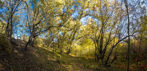 Obraz premium Wild grape leaves on the ground in autumn. Broken trees in the autumn forest among thickets of wild grapes, storm damage. Autumn background. Red autumn leaves. Nature background. Autumn atmosphere..