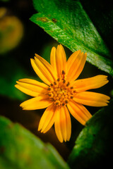 yellow flower with dew drops