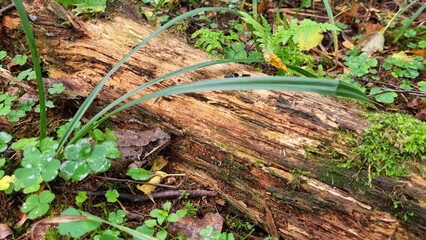 Green frog sitting on a fallen tree trunk in the forest in spring or summer
