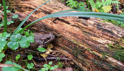 Fototapeta premium Green frog sitting on a fallen tree trunk in the forest in spring or summer