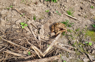 Common toad frog (Bufo bufo) sitting in the mud. Selective focus