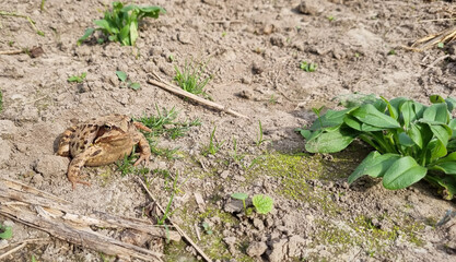 Common toad frog (Bufo bufo) sitting in the mud. Selective focus