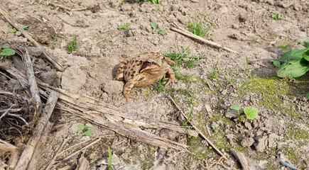 Common toad frog (Bufo bufo) sitting in the mud. Selective focus
