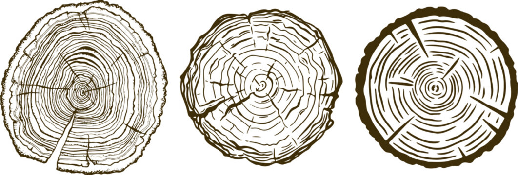 Three distinct tree stump cross sections showing growth rings and natural imperfections in a row