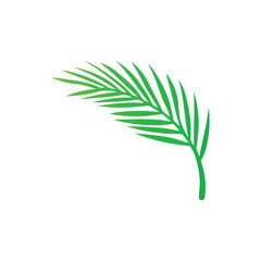 realistic coconut leaf vector illustration