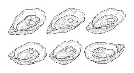 Six oysters artfully arranged on a white background for culinary presentation.