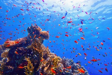 Beautiful tropical coral reef with shoal or red coral fish and sunlight. Beams shinning underwater on the tropical coral reef.