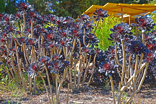 Jardi  Botanic Marimurtra,   Blanes,  Costa  Brava,  Katalunya,  Spanien