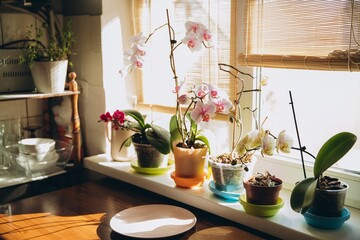 Orchids blooming on window sill in sun light