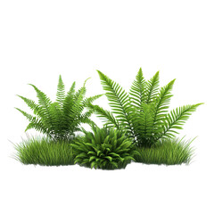 A lush cluster of vibrant green ferns and dense grassy tufts creating a natural woodland undergrowth scene isolated on transparent background