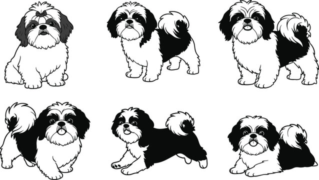 Adorable black and white shih tzu dog cartoon vector illustration set, fluffy pet puppy poses, cute animal clipart isolated for stock design