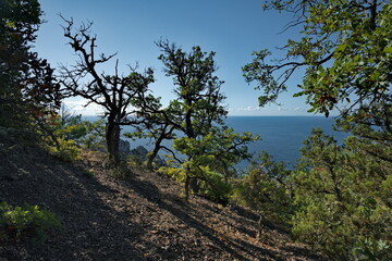 Russia, Republic of Crimea. View of the bizarre juniper trees on the cliffs of the Black Sea coast near the town of Sudak.