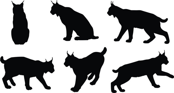 Black lynx silhouette collection, sitting, walking, standing, wild feline poses, animal posture, wildlife vector design, predator cat, cad drawing flat vector illustration