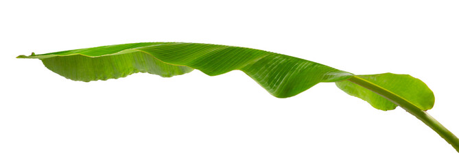 Fresh green banana leaf isolated on white background for eco-friendly concept © VTECH