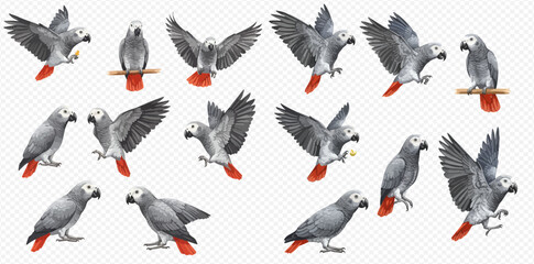 Multiple images of African Grey Parrots in various poses and positions.