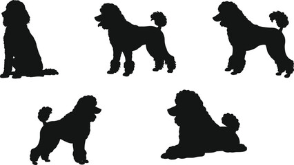 Poodle dog silhouettes, pet vector illustration, canine outline artwork, black animal clipart, elegant grooming design, breed posture study, sitting standing lying poses collection