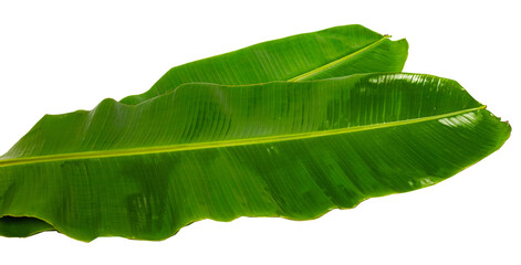 Fresh green banana leaf isolated on white background for eco-friendly concept