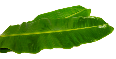 Fresh green banana leaf isolated on white background for eco-friendly concept