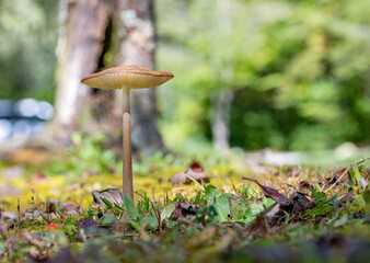 Single, dreamy mushroom standing tall among early autumn leaves and green moss.