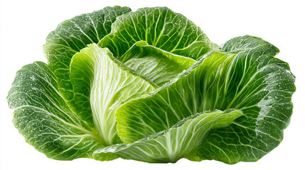 Close up of a fresh green cabbage with water droplets on the leaves isolated on white