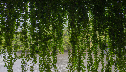 Green leaves of ivy hanging on the branches of a tree.