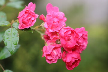 Różyczki w ogrodzie