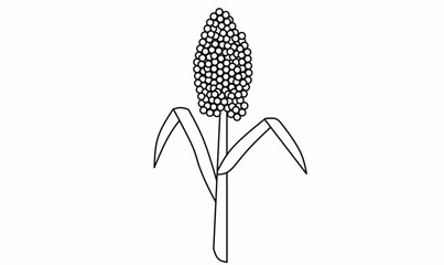 vector illustration of a sorghum plant with grain head, stalk, and leaves. Simple botanical line art for agriculture, farming, and educational design uses