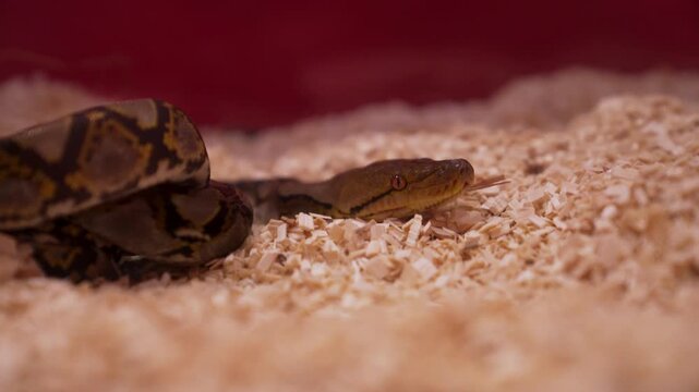 The snake slithering on sawdust. Close up of Burmese python (Python bivittatus).