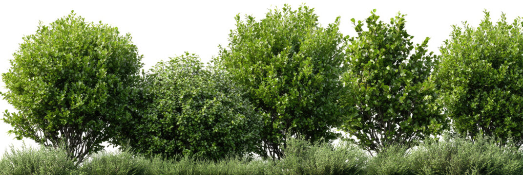 Lush green trees in a row